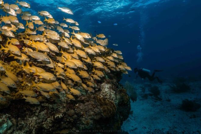 Isla Mujeres - MUSA and the Manchones Reef - Snorkel - Highlights of the Tour