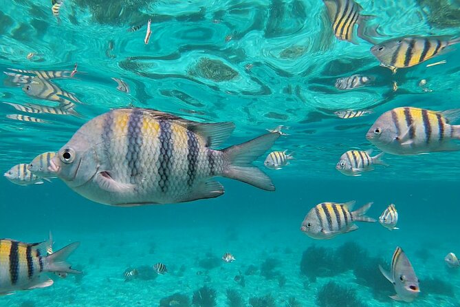 Isla Mujeres MUSA Snorkeling Experience - Tour Information