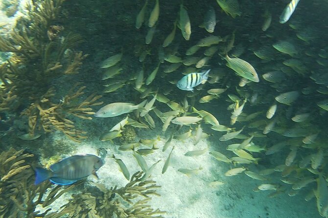 Isla Mujeres MUSA Snorkeling Experience - Customer Testimonials