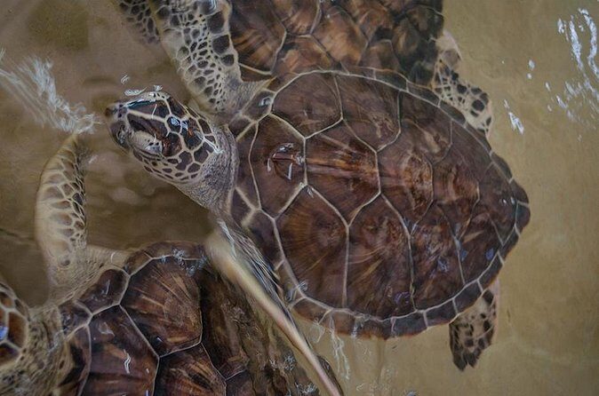 Isla Mujeres Private Excursion - FAQs