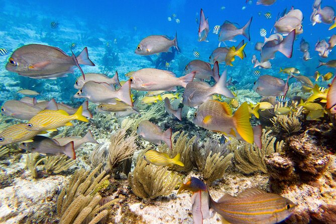Isla Mujeres SCUBA Certification Course With Equipment - Course Overview