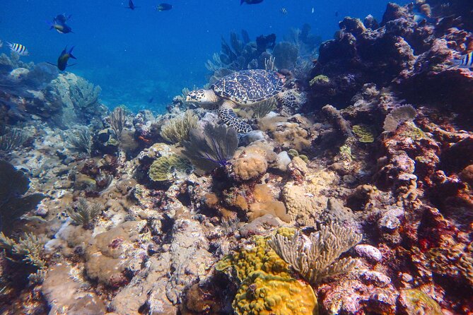 Isla Mujeres SCUBA Certification Course With Equipment - Common Questions