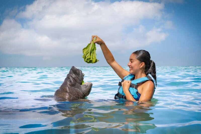 Isla Mujeres: Sea Lion & Manatee Interaction with Buffet - A Closer Look at the Experience