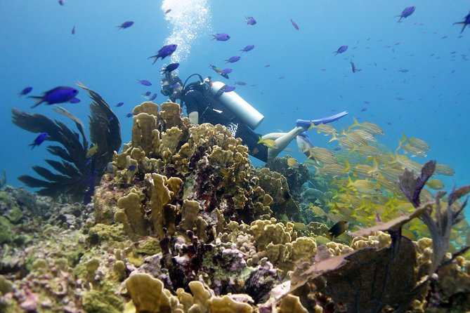 Isla Mujeres Small-Group MUSA Scuba Dive - Explore Over 450 Sculptures at MUSA