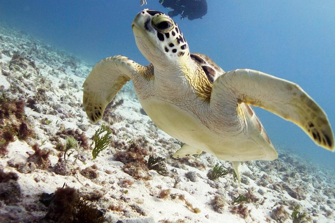 Isla Mujeres Small-Group MUSA Scuba Dive - Use Provided Scuba Diving Equipment