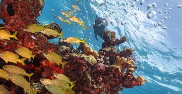 Isla Mujeres: Snorkel Tour at Musa and Manchones Reef - Experience Highlights