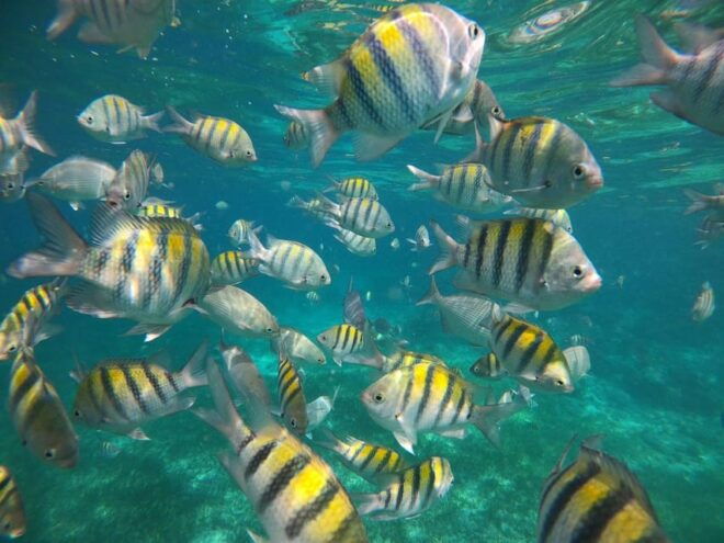Isla Mujeres: Snorkeling Adventure at the Underwater Museum - Beachside Relaxation