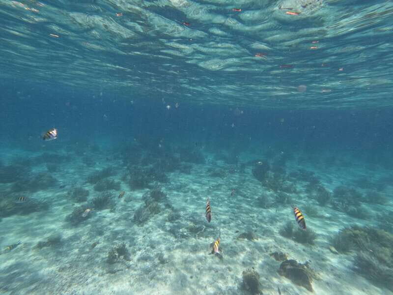 Isla Mujeres: Snorkeling in Underwater Museum - Final Thoughts: Is This Tour Worth It?