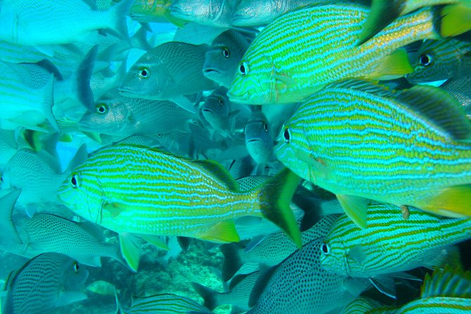 Isla Mujeres Snorkeling Tour - Whats Included