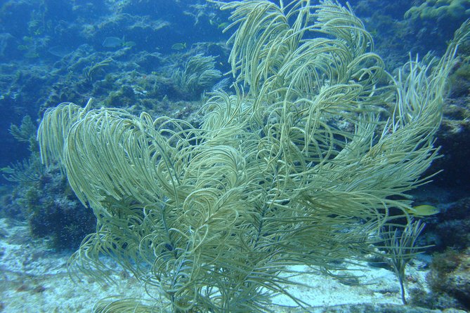 Isla Mujeres Snorkeling Tour - Meeting and Pickup