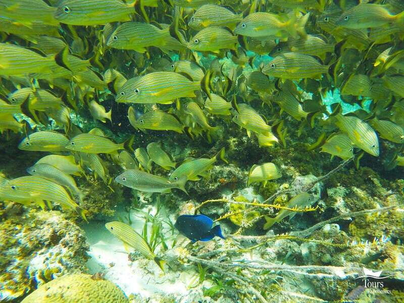 Isla Mujeres: Snorkeling Tour with Open Bar - Optional Activities and Sunset Views