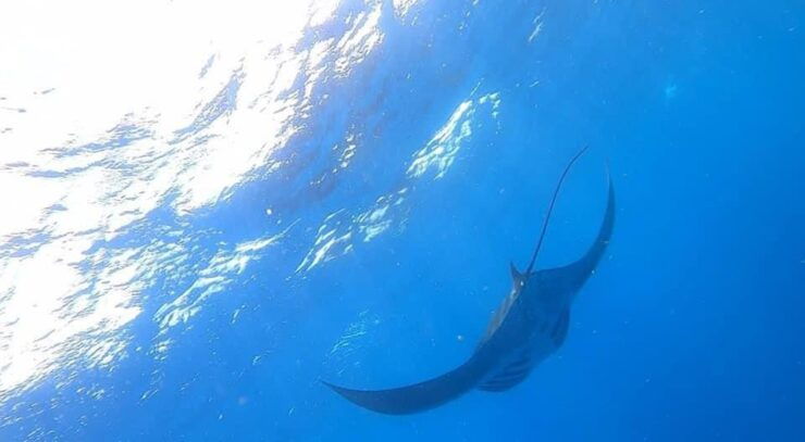 Isla Mujeres - Whale Shark and Manta Ray Snorkeling - Good To Know