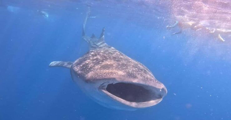 Isla Mujeres - Whale Shark and Manta Ray Snorkeling - Itinerary and Experience