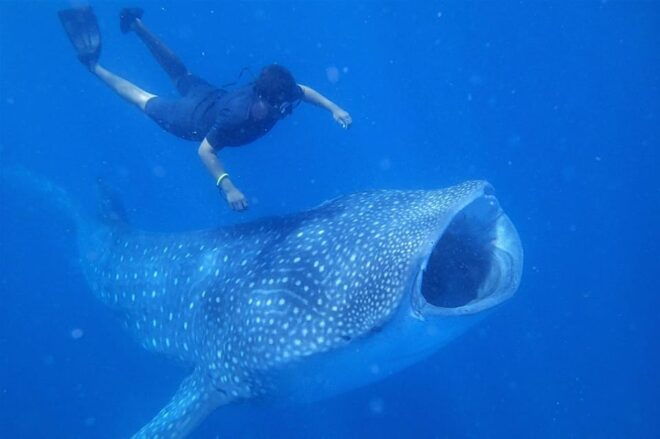 Isla Mujeres - Whale Shark and Manta Ray Snorkeling - Safety and Equipment
