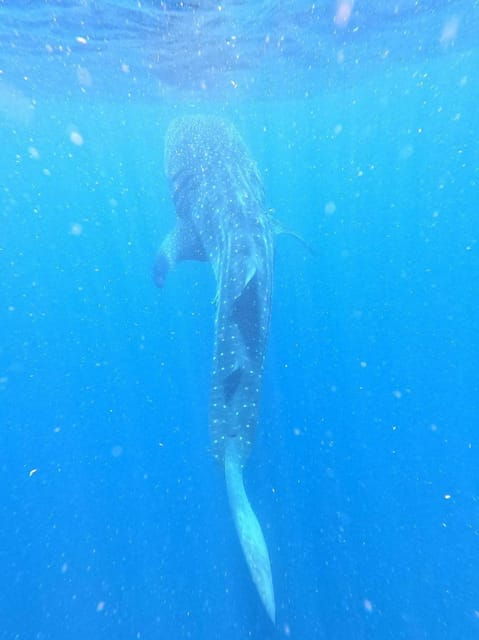 Isla Mujeres - Whale Shark and Manta Ray Snorkeling - Pricing and Booking