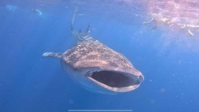 Isla Mujeres - Whale Shark and Manta Ray Snorkeling - Sights and Encounters