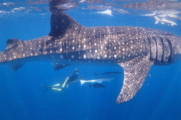 Isla Mujeres - Whale Shark and Manta Ray Snorkeling - Preparing for the Excursion