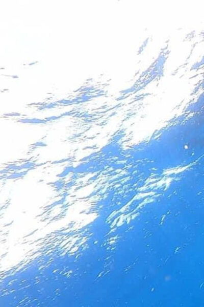 Isla Mujeres - Whale Shark and Manta Ray Snorkeling - Frequently Asked Questions