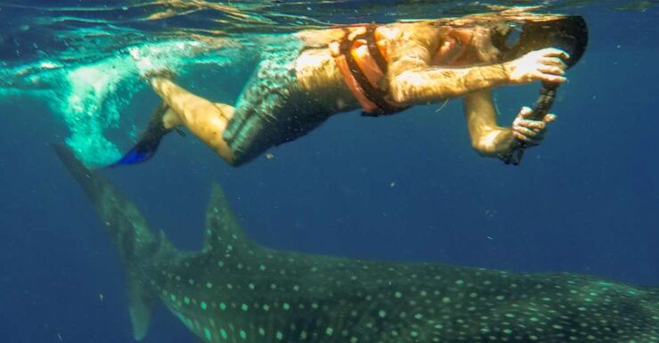 Isla Mujeres: Whale Shark Tour - Activity Details