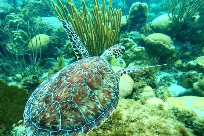 Islamorada: 2-Hour Snorkeling Adventure on Pontoon - Traveler Photos and Reviews