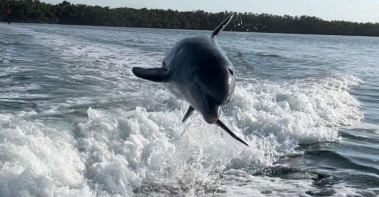 Islamorada: Multi-Activity Private Boat Charter - Experience