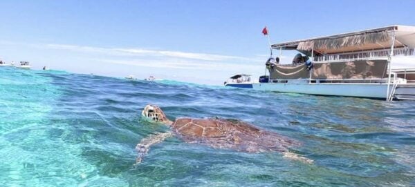 Islamorada: Snorkel Adventure & Sandbar Trip - Common Questions