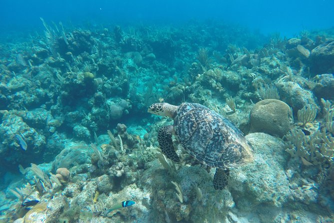 Island Adventure: Roatan Wildlife, Snorkeling, Beach Tour - Wildlife Sanctuary Visit