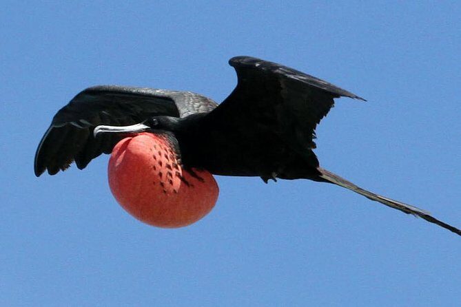 Island Contoy Adventour & Buffete & Isla Mujeres only from Cancun - FAQ