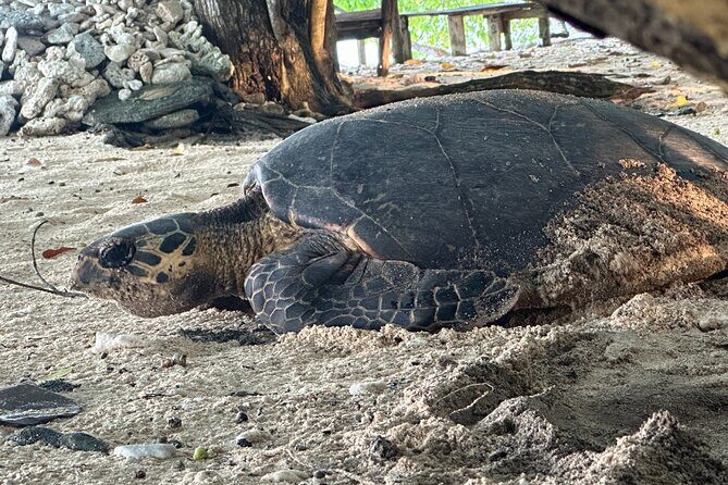Island Day Tour Santo's Best Snorkeling Marine Sanctuary - Good To Know