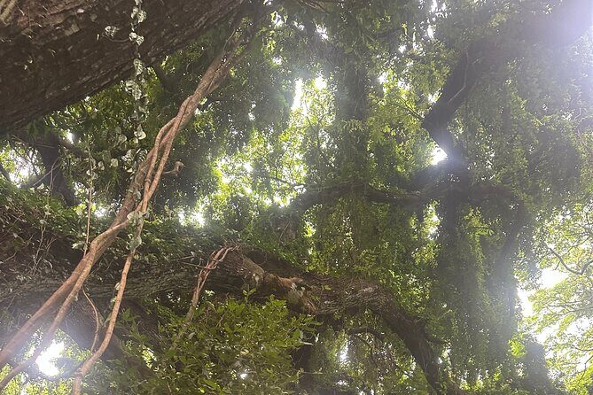 Island of Maui Customized Half Day Tour - Who This Tour Is Best For