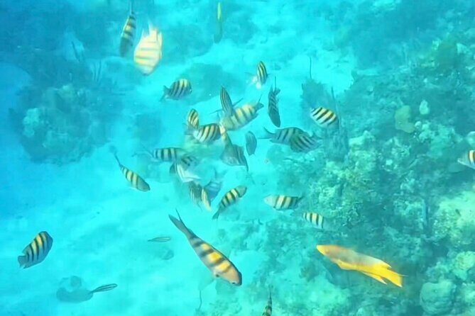 Island Skipper Private Boat Charter & Snorkel Experience - Value & Practical Considerations