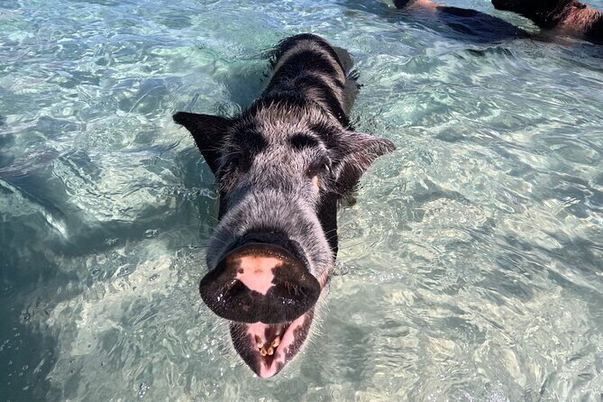 Island Skipper Private Boat Charter & Snorkel Experience - FAQ