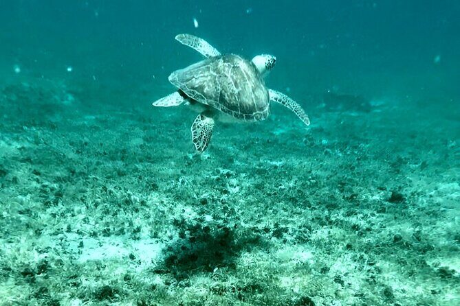 Island & Snorkeling Tour  Smuggler + Cane Garden Bay - Good To Know  