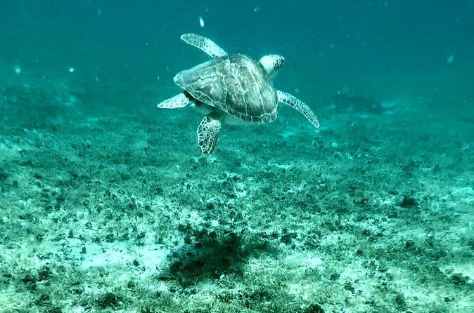 Island & Snorkeling Tour  Smuggler + Cane Garden Bay - FAQs  