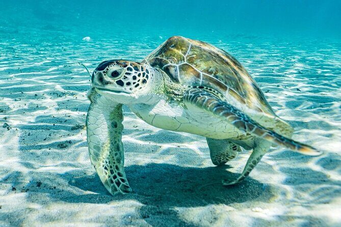 Island Treasures: Caves, Turtles and Turquoise Beach Break - Inclusions & Value for Money