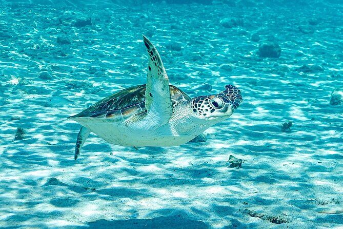 Island Treasures: Caves, Turtles and Turquoise Beach Break - Authentic Experiences & Highlights from Reviews