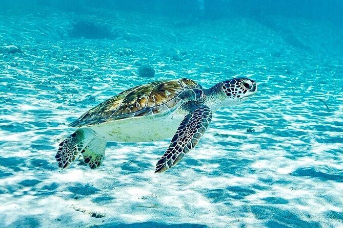 Island Treasures: Caves, Turtles and Turquoise Beach Break - Who Should Pick This Tour?