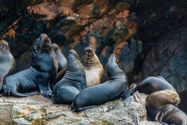 Islas Ballestas Boat Tour - The Galapagos of Peru - Good To Know