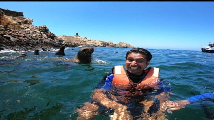 Islas Palomino - Swimming With Sea Lions - Activity Information