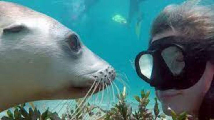 Islas Palomino - Swimming With Sea Lions - Experience Highlights