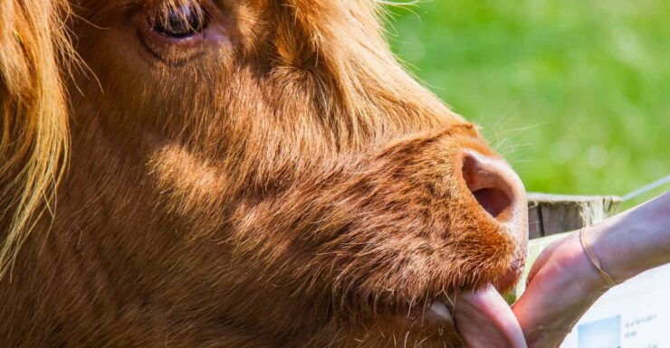 Isle of Arran: Farm Tour - Good To Know