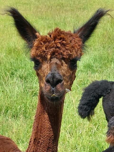 Isle of Arran: Self Guided Farm Experience - Sustainability and Recognition