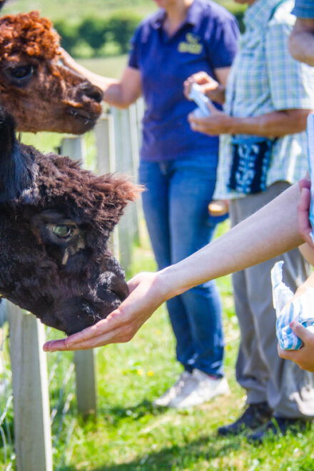 Isle of Arran: Self Guided Farm Experience - Meeting Point and Directions