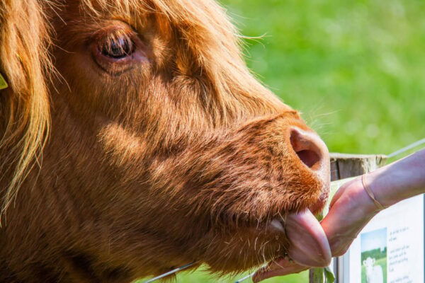 Isle of Arran: Self Guided Farm Experience - What to Bring