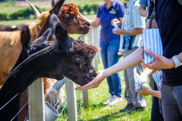 Isle of Arran: Self Guided Farm Experience - Booking Information