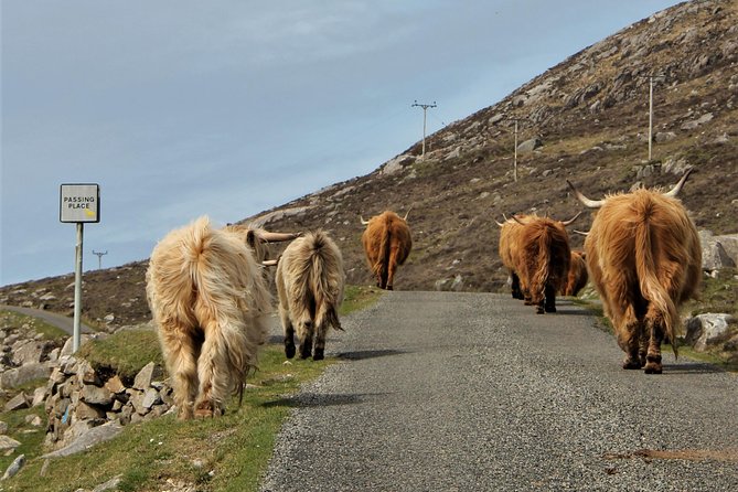 Isle of Harris Small-Group Driving Tour  - The Scottish Highlands - Common Questions