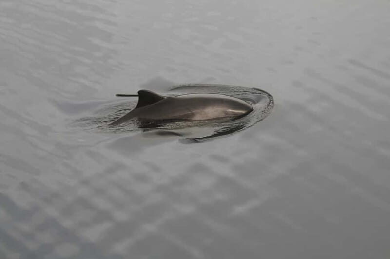 Isle of Mull: Guided Coastal Walk to Tobermory Lighthouse - Who Should Consider This Tour?