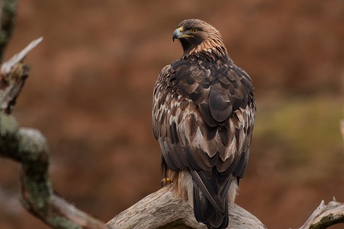 Isle of Sky Wildlife Photography Experience  - Scotland - Overview and Experience