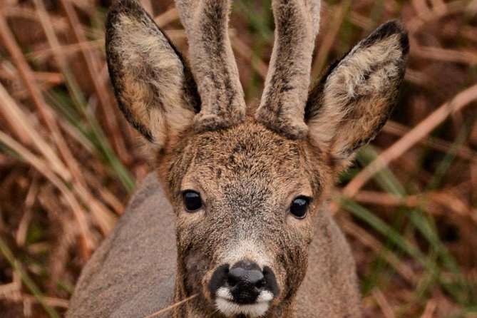 Isle of Sky Wildlife Photography Experience  - Scotland - Meeting and Pickup