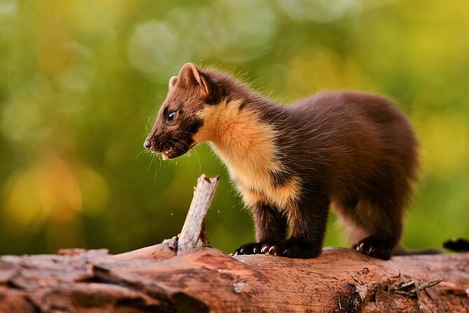 Isle of Sky Wildlife Photography Experience  - Scotland - Sample Menu